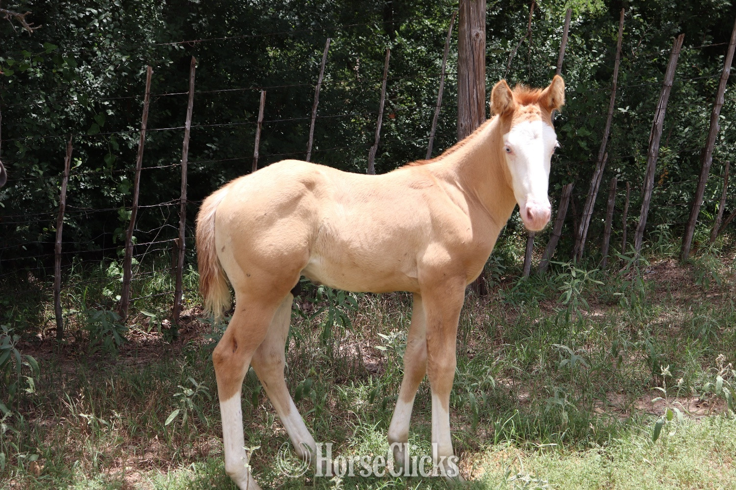 "Toast Em Strudel" Red Dun Colt Quarter Horse in Texas