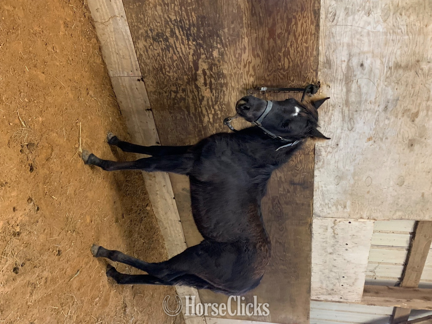 "BLUES SWEET DAWN" Black Filly Tennessee Walker in Kentucky