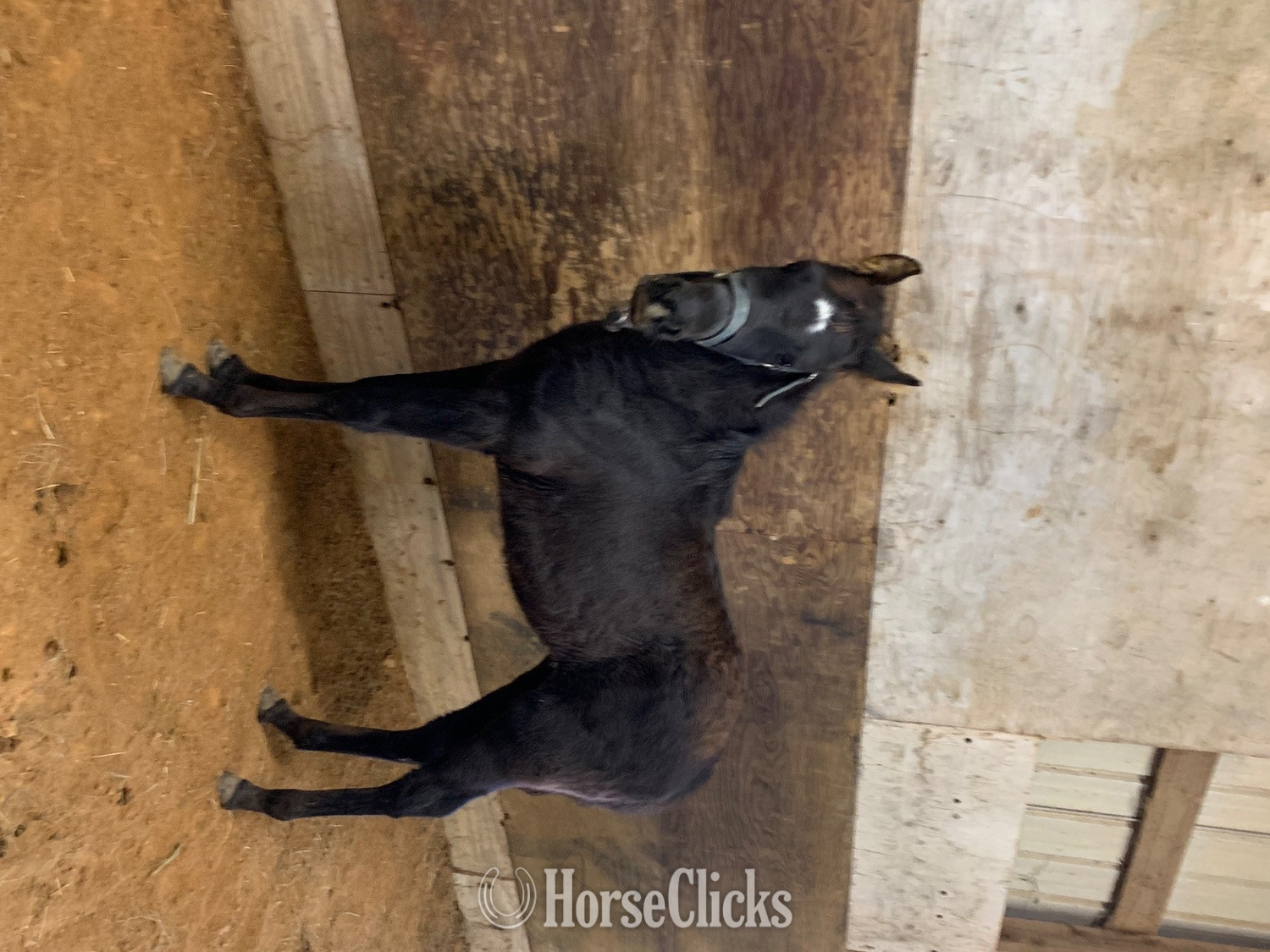 "BLUES SWEET DAWN" Black Filly Tennessee Walker