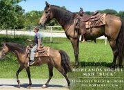 "Buck" Buckskin Gelding Tennessee Walker