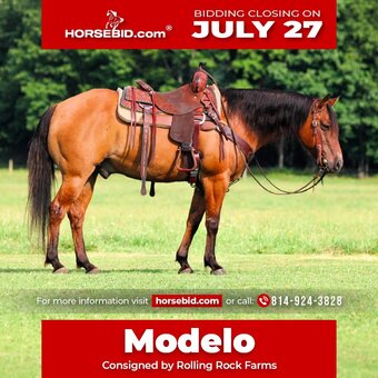 "Modelo " Dun Gelding Quarter Horse
