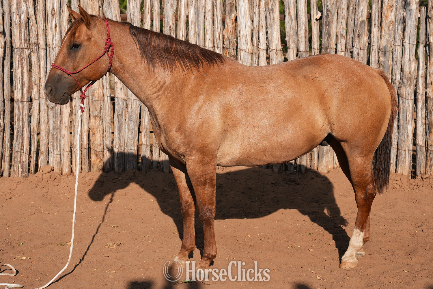 Texas "Cow Boss " Dun Gelding Quarter Horse