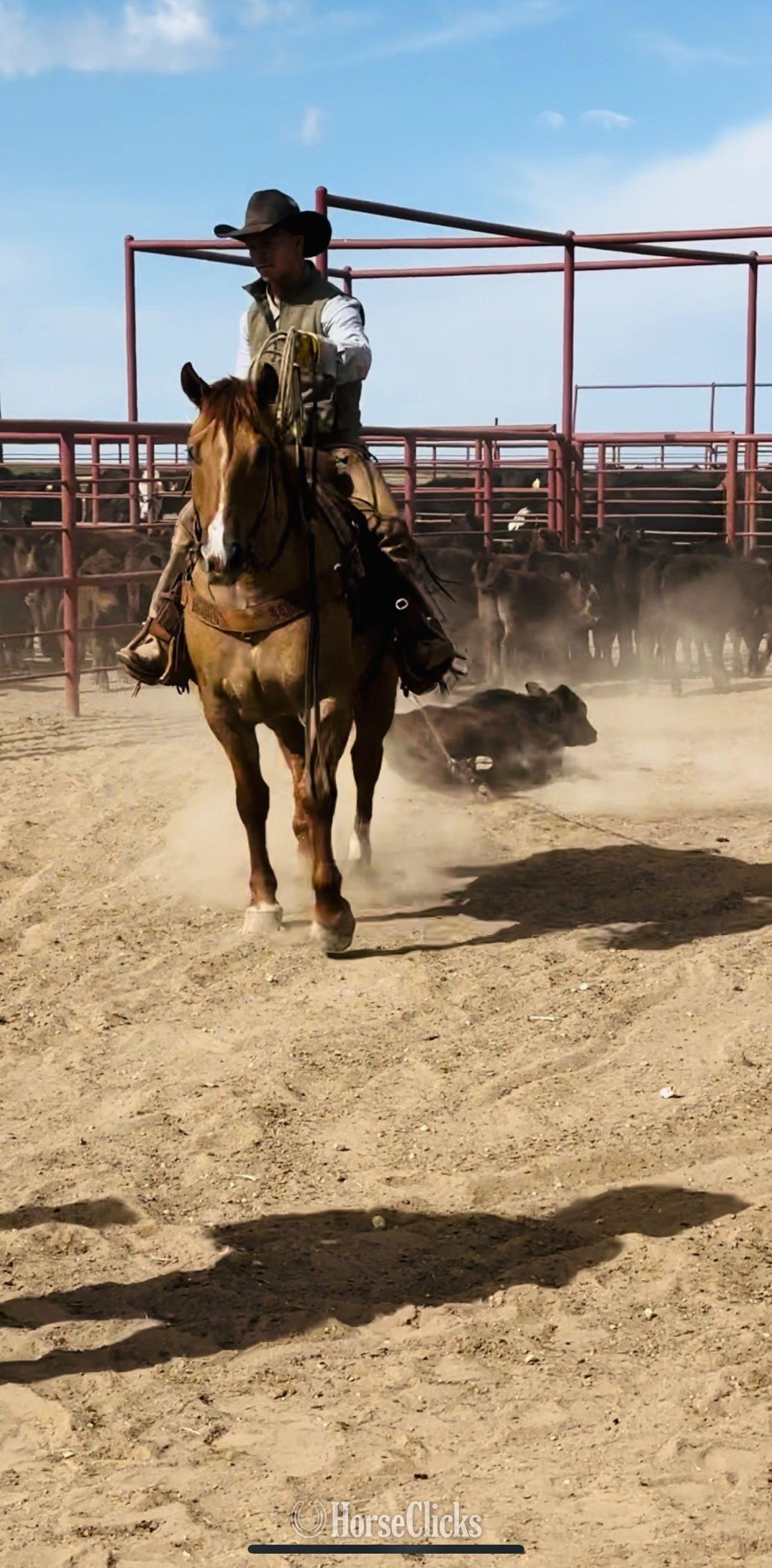 Quarter Horse - "Cow Boss " Dun Gelding Quarter Horse in Texas