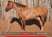 "Cow Boss " Dun Gelding Quarter Horse