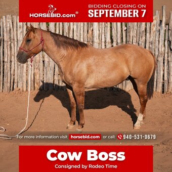 "Cow Boss " Dun Gelding Quarter Horse