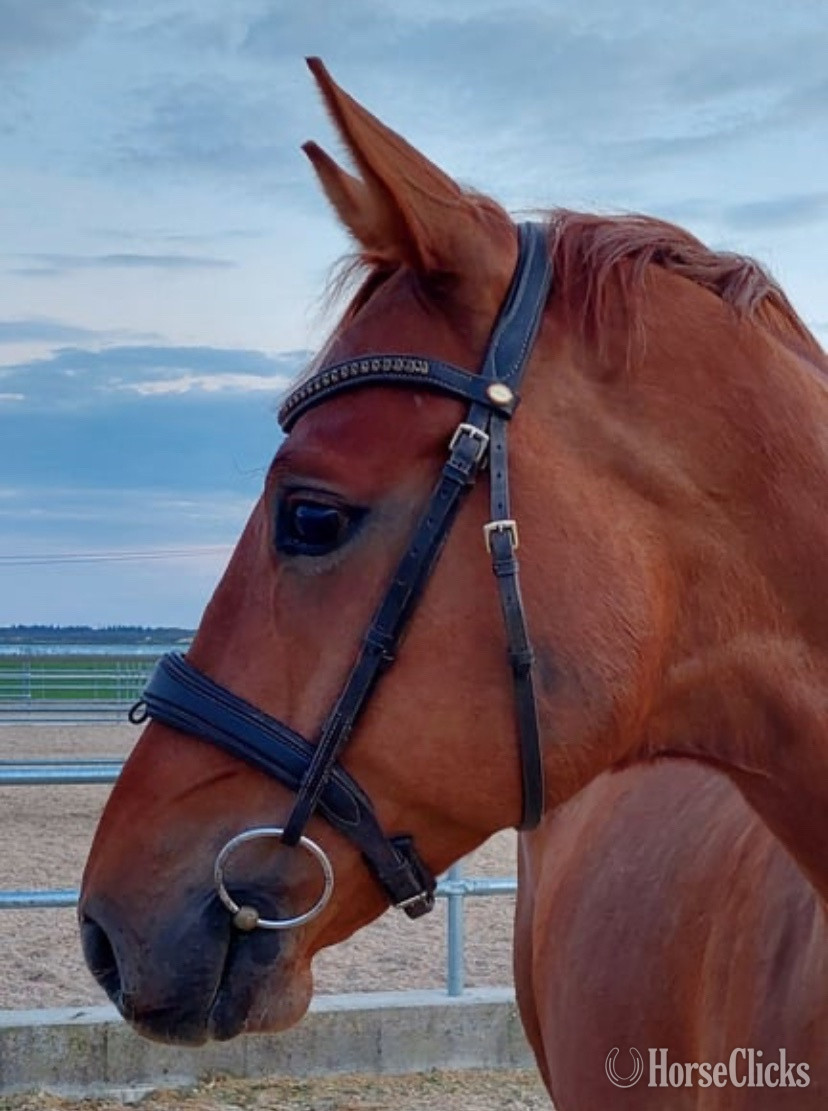 "Bossi" Brown Gelding Warmblood in California