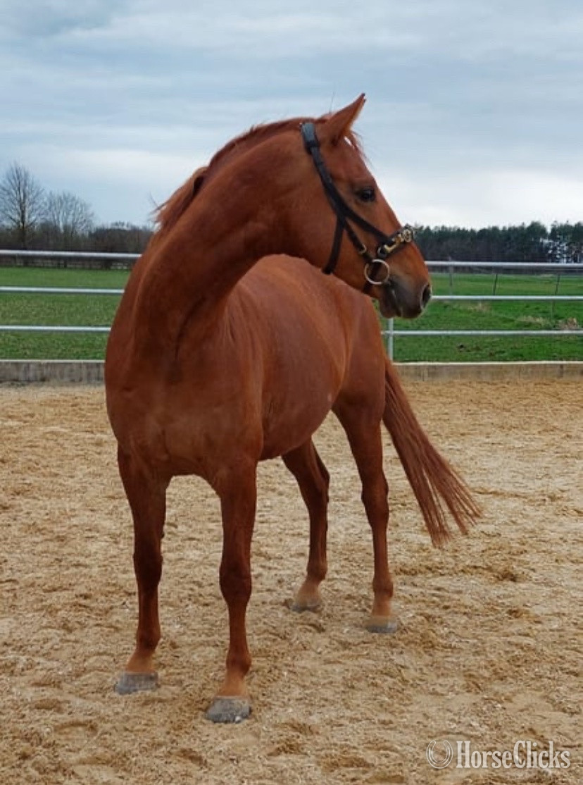 "Bossi" Brown Gelding Warmblood