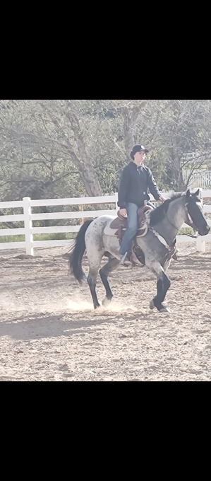 "Baloo" Blue Roan Gelding Quarter Horse