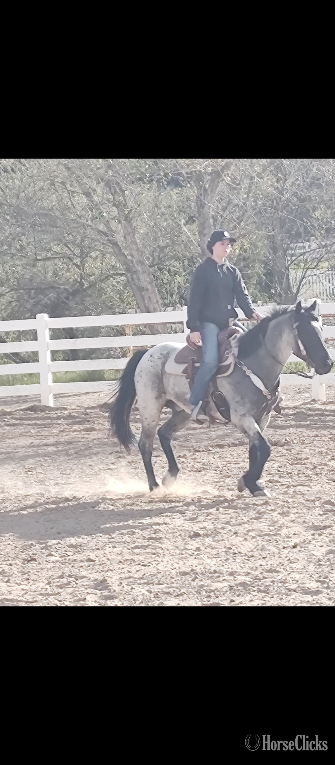 "Baloo" Blue Roan Gelding Quarter Horse in California