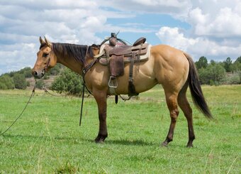 "Prairie " Dun Mare Quarter Horse