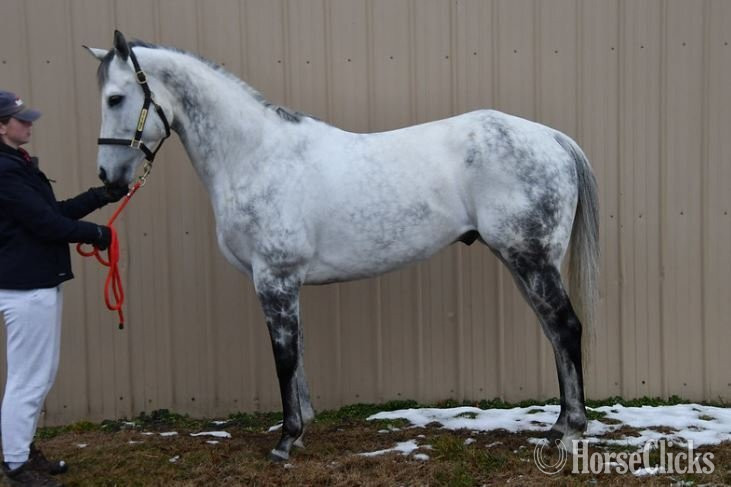 "Jamie"  Gelding Thoroughbred in Iowa