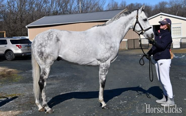 "Jamie"  Gelding Thoroughbred