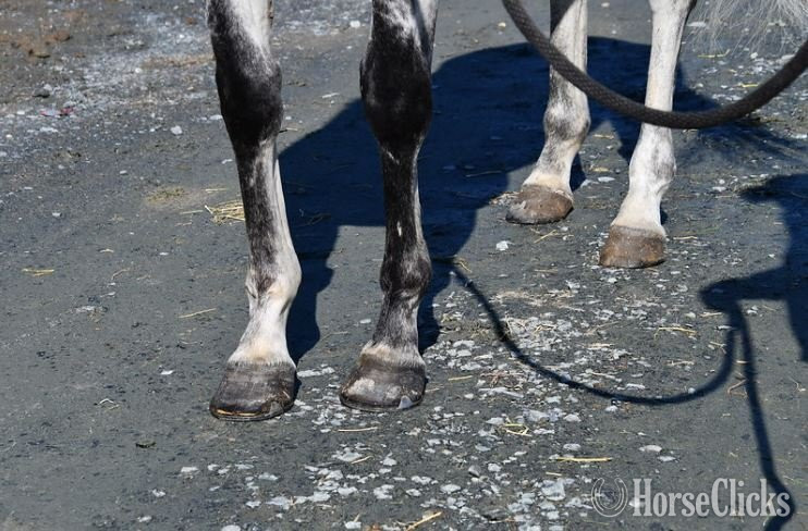 Iowa "Jamie"  Gelding Thoroughbred