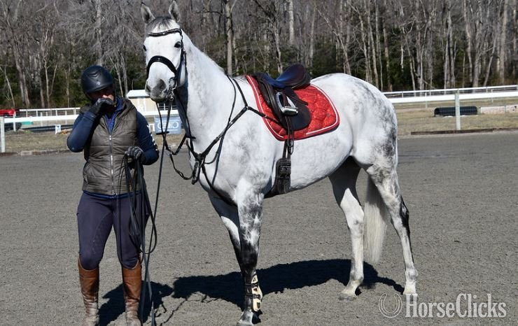 "Jamie"  Gelding Thoroughbred - Thoroughbred in Iowa