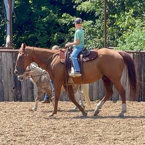 "Drake" Sorrel Gelding Quarter Horse