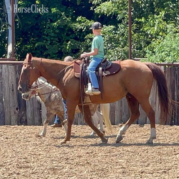 "Drake" Sorrel Gelding Quarter Horse in Texas