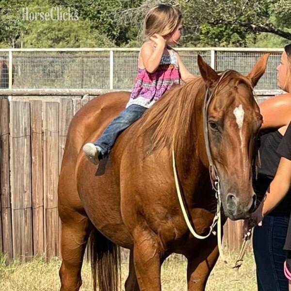 "Drake" Sorrel Gelding Quarter Horse