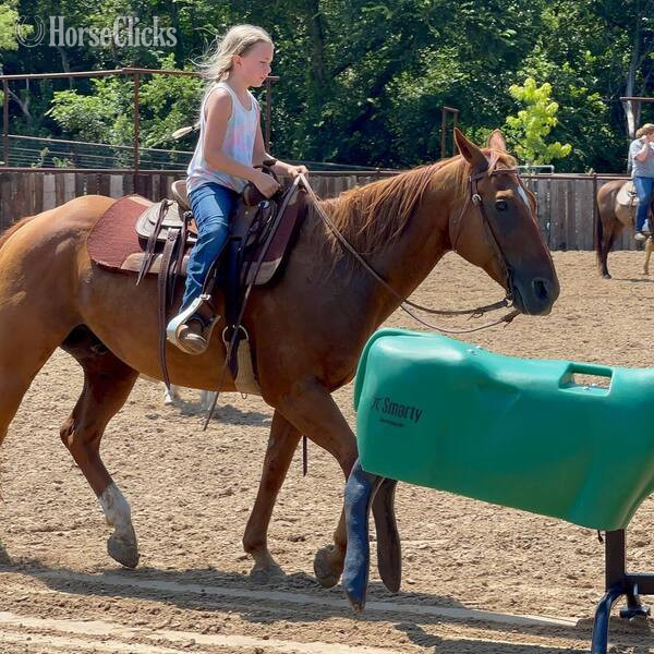 Texas "Drake" Sorrel Gelding Quarter Horse