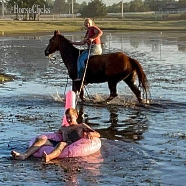 "Drake" Sorrel Gelding Quarter Horse - Quarter Horse in Texas