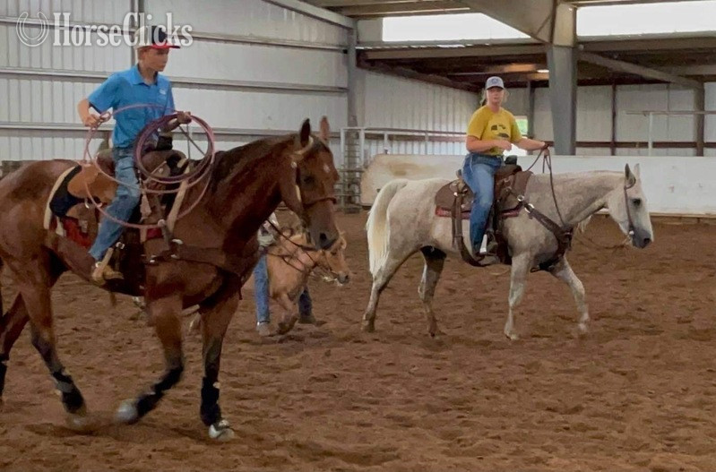 "Drake" Sorrel Gelding Quarter Horse - Quarter Horse