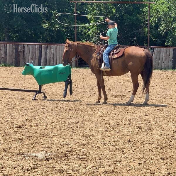 "Drake" Sorrel Gelding Quarter Horse Texas