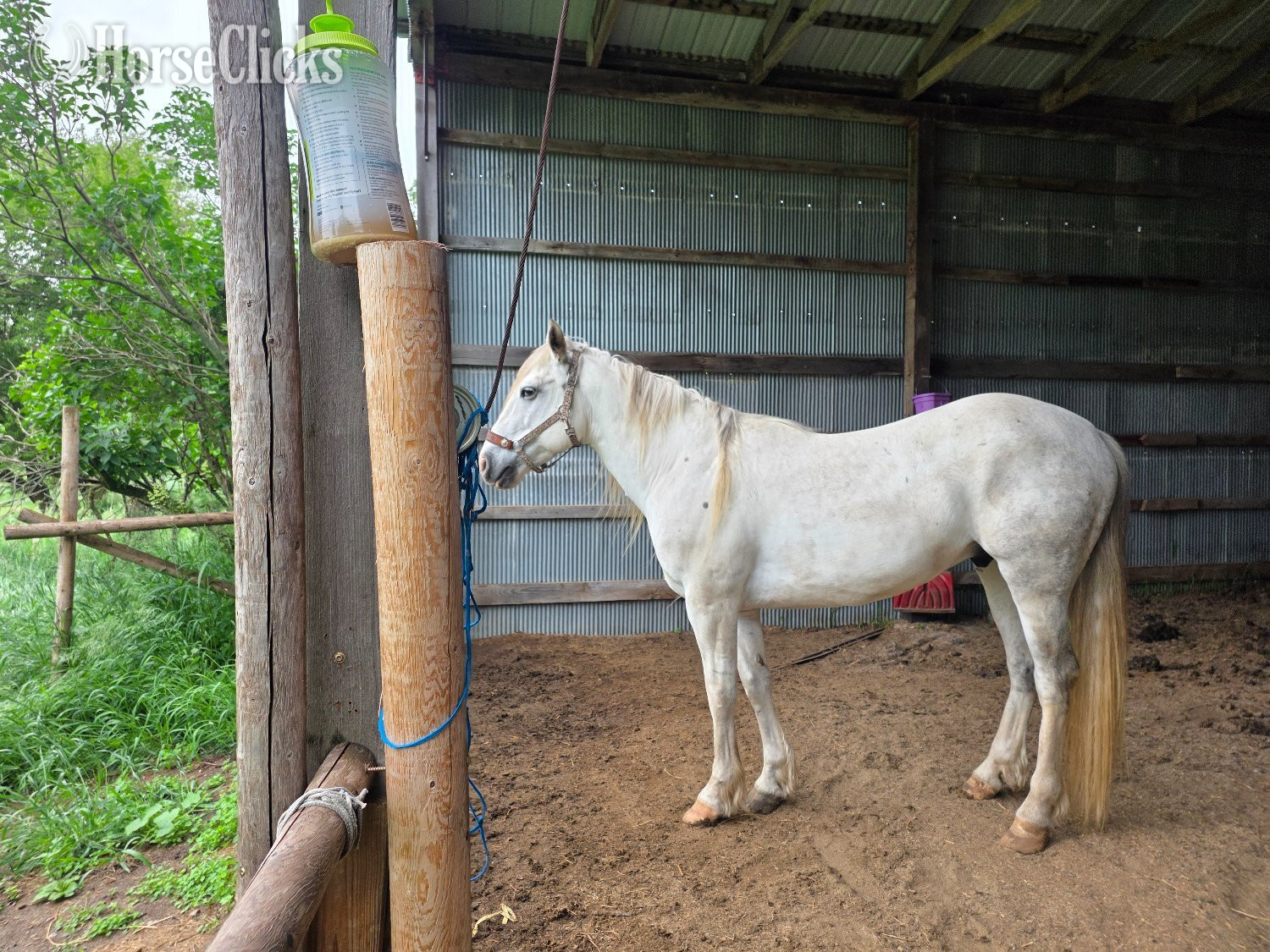 "Dollor Bill" Grey Gelding Quarter Horse in Iowa