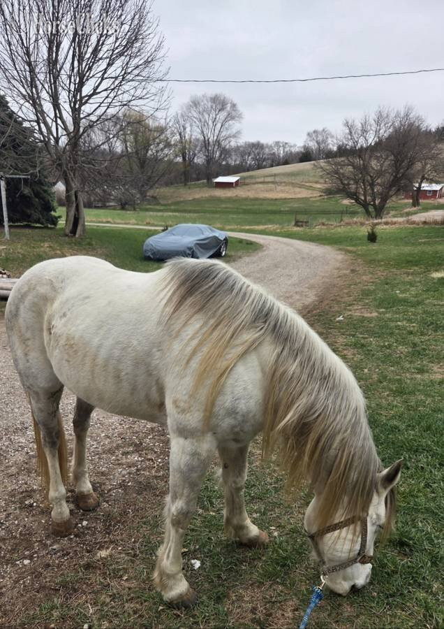 "Dollor Bill" Grey Gelding Quarter Horse