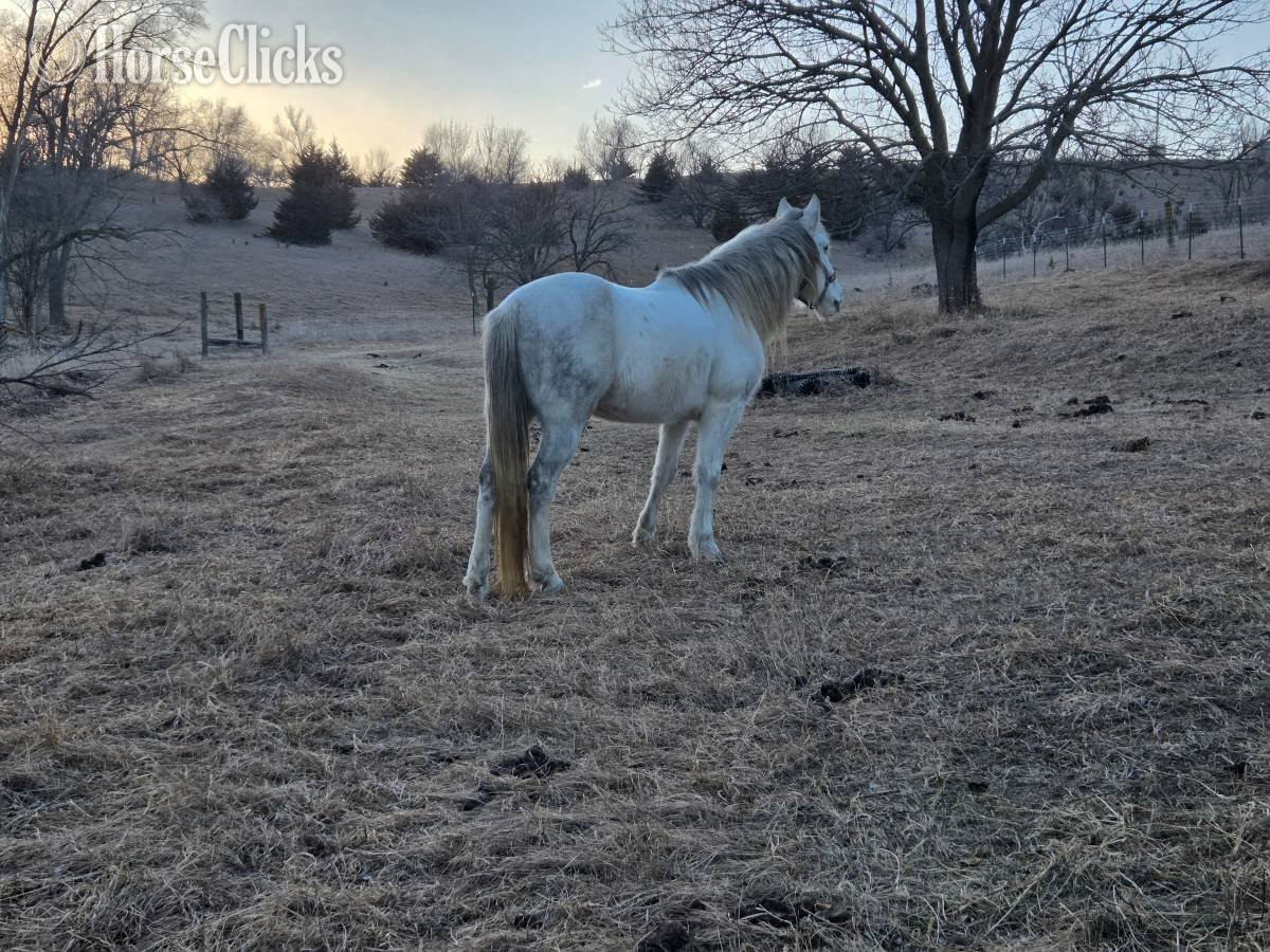 Iowa "Dollor Bill" Grey Gelding Quarter Horse