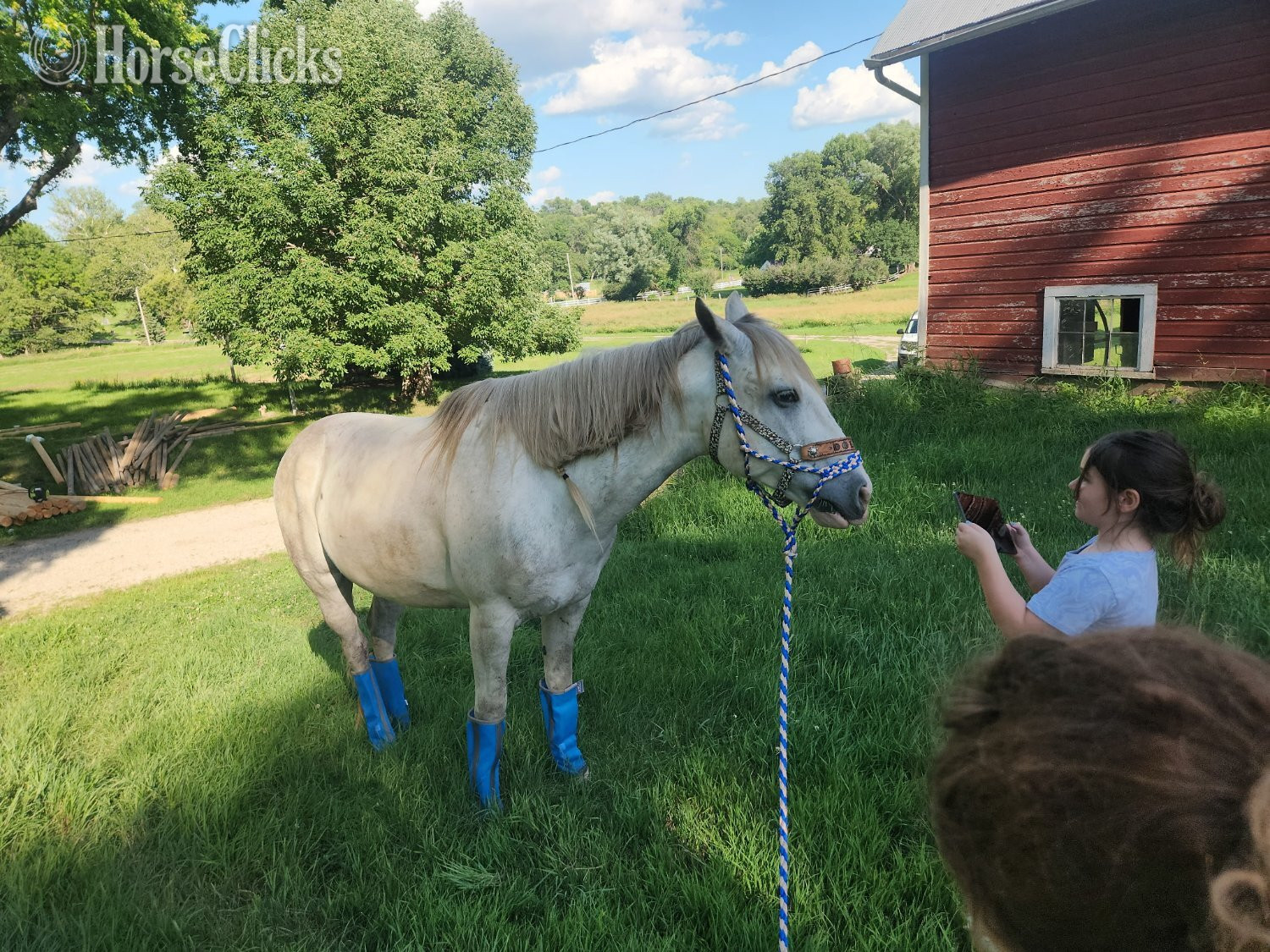 "Dollor Bill" Grey Gelding Quarter Horse - Quarter Horse in Iowa