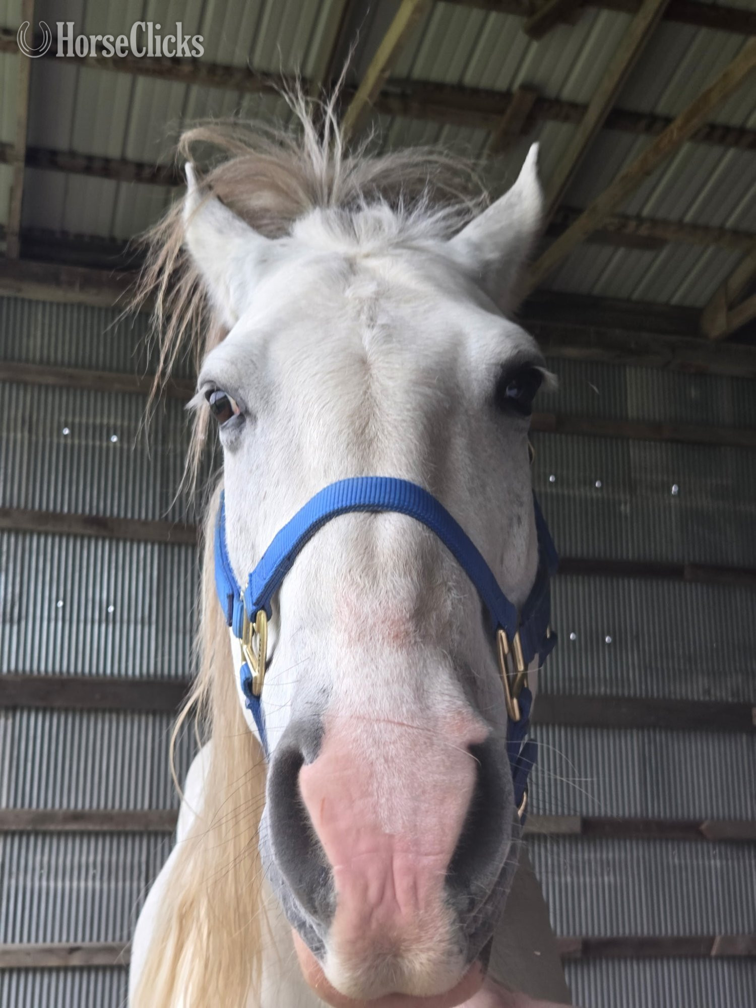 "Dollor Bill" Grey Gelding Quarter Horse - Quarter Horse