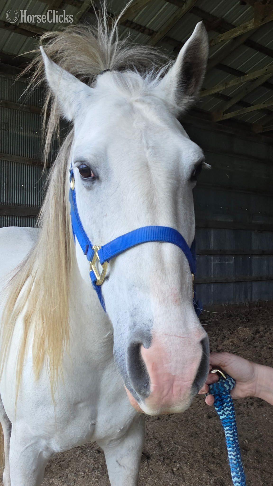 "Dollor Bill" Grey Gelding Quarter Horse Iowa