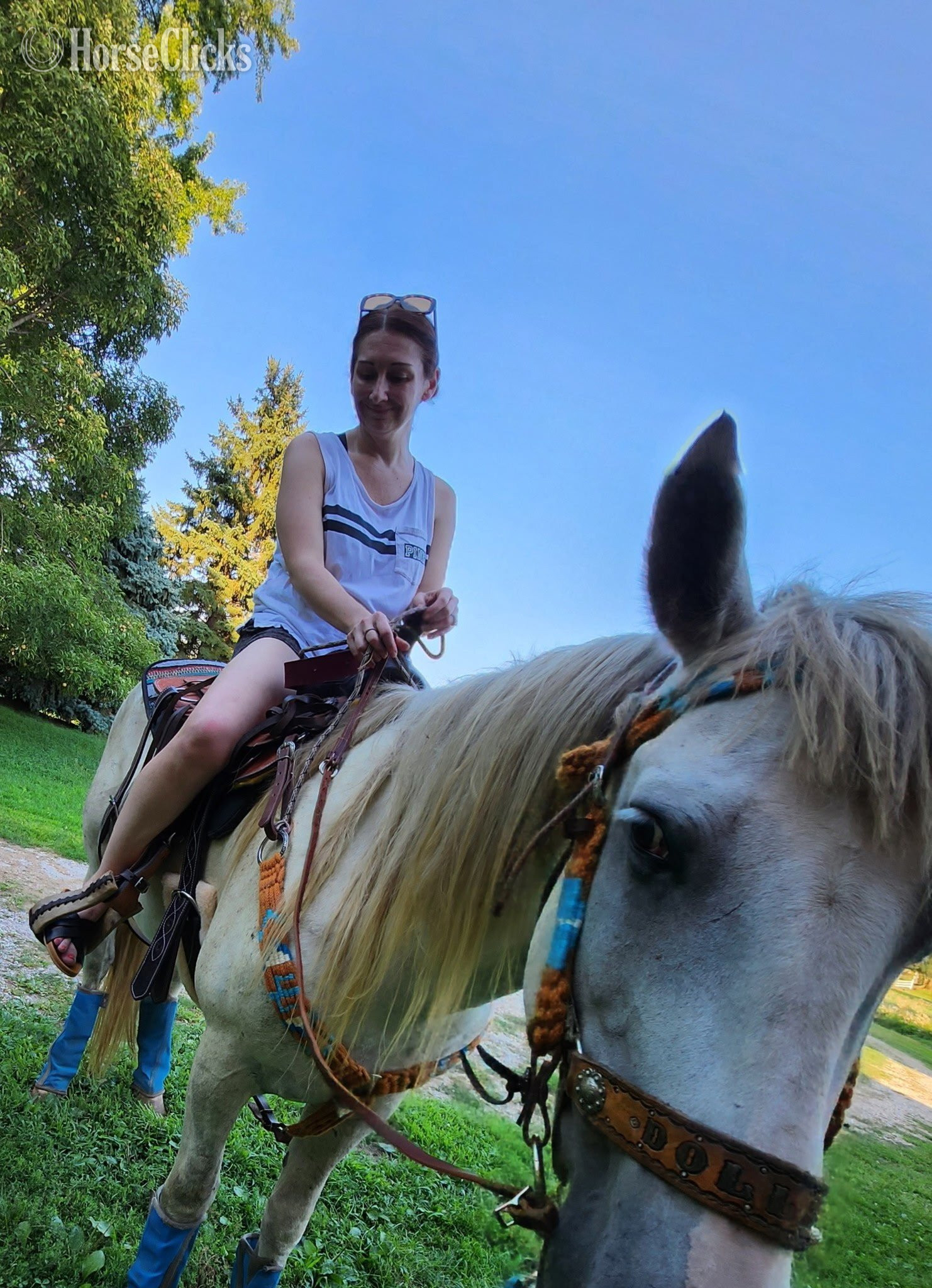 Quarter Horse - "Dollor Bill" Grey Gelding Quarter Horse in Iowa