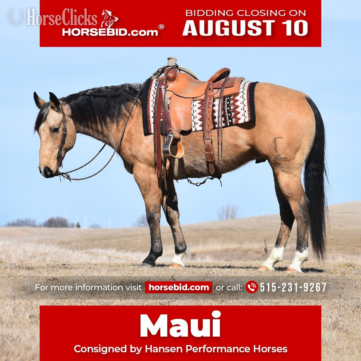 "Maui" Buckskin Gelding Quarter Horse in Iowa