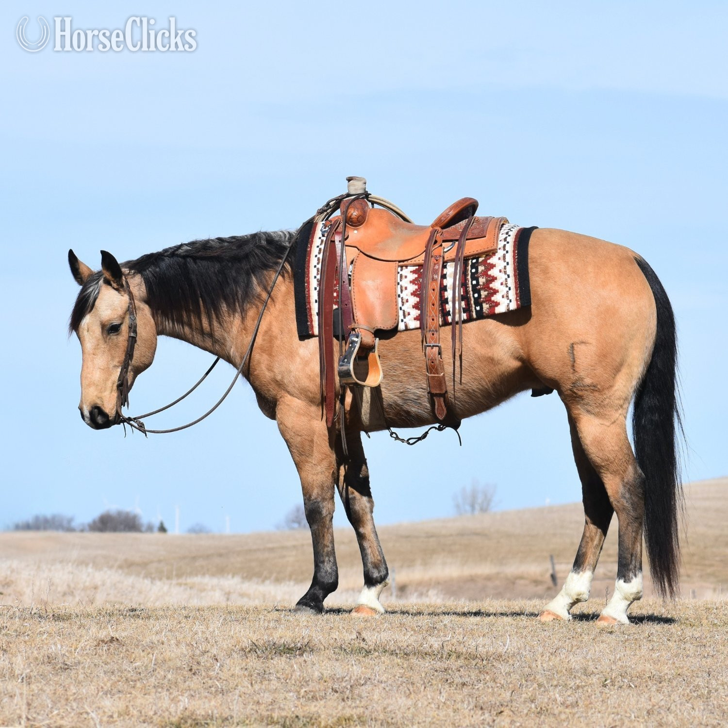 "Maui" Buckskin Gelding Quarter Horse