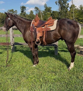 "Cherokee "  Gelding Appaloosa