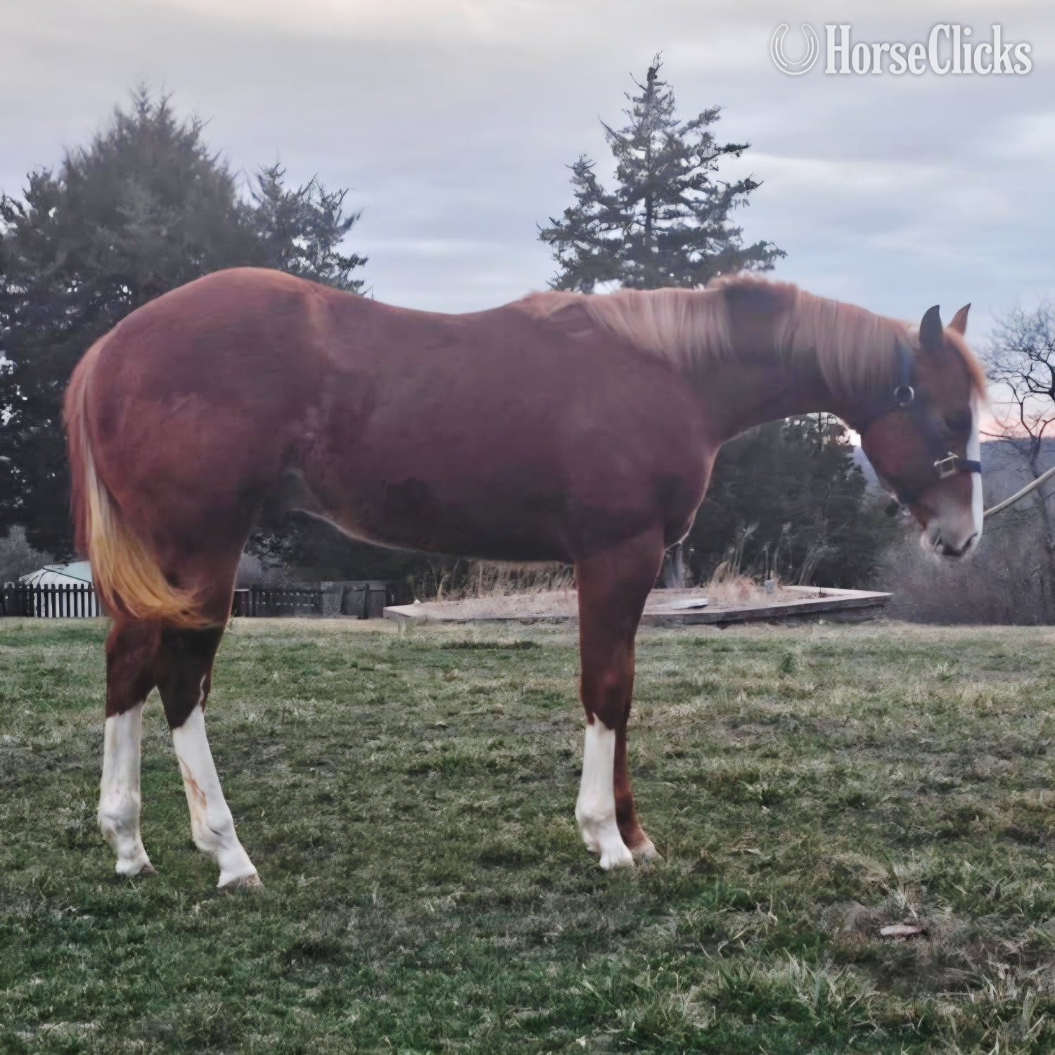 "Kool GQ Kid" Sorrel Gelding Paint