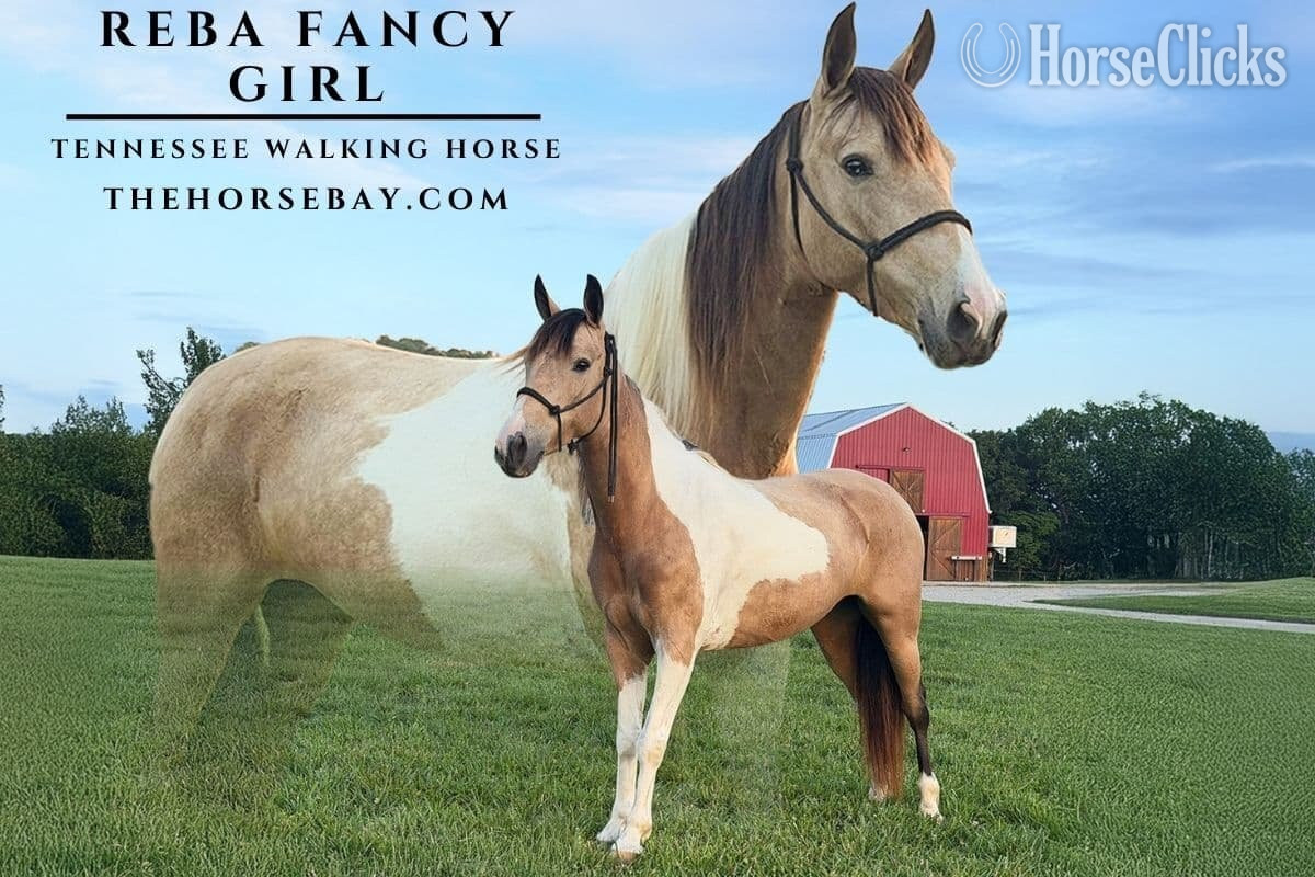 "Reba" Buckskin Mare Tennessee Walker in Kentucky