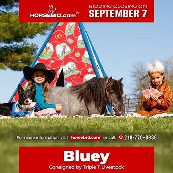 "Bluey " Blue Roan Gelding Pony