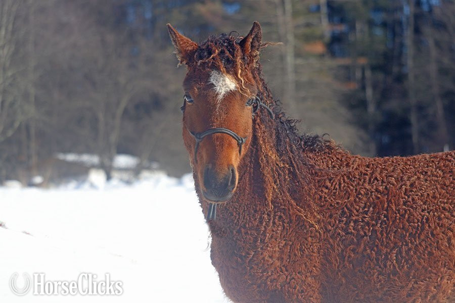 "OYY Calypso Jazz" Bay Colt Curly in Vermont