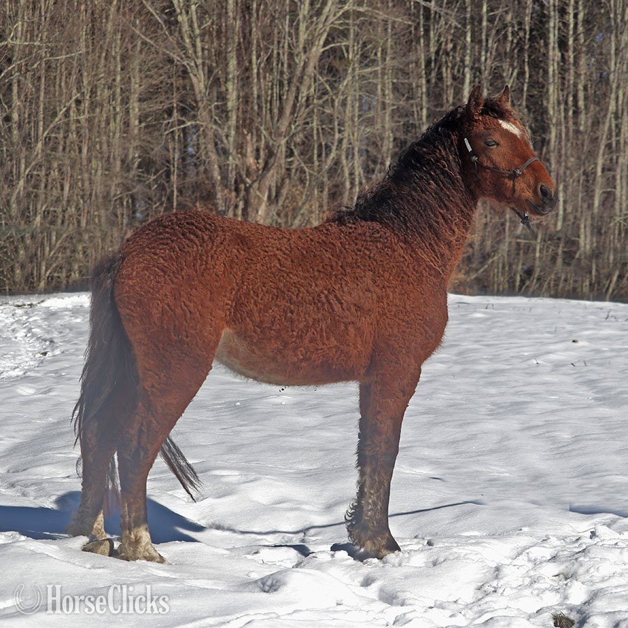 "OYY Calypso Jazz" Bay Colt Curly