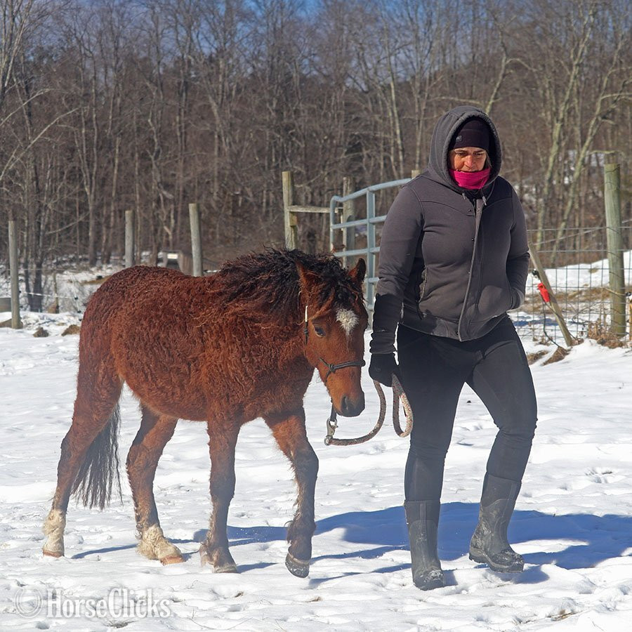 Vermont "OYY Calypso Jazz" Bay Colt Curly