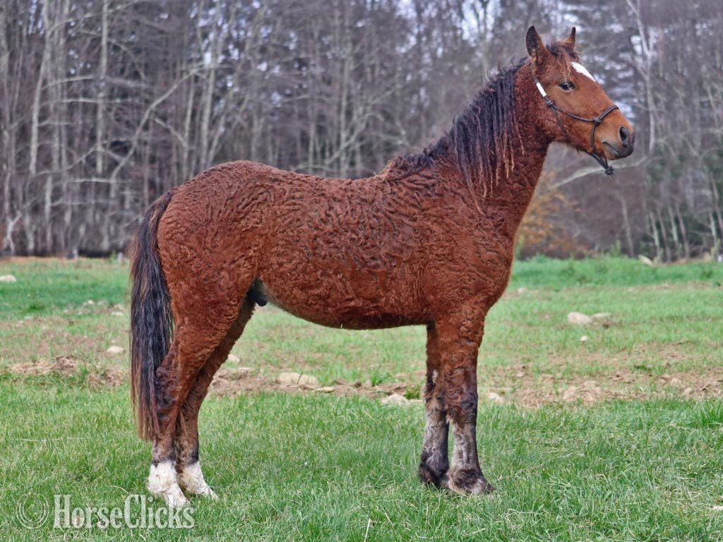 "OYY Calypso Jazz" Bay Colt Curly - Curly in Vermont