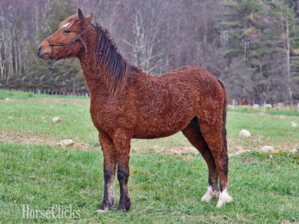 "OYY Calypso Jazz" Bay Colt Curly - Curly