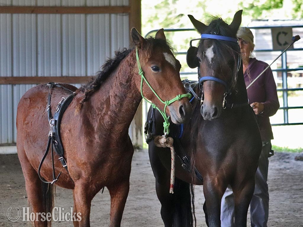 "OYY Calypso Jazz" Bay Colt Curly Vermont