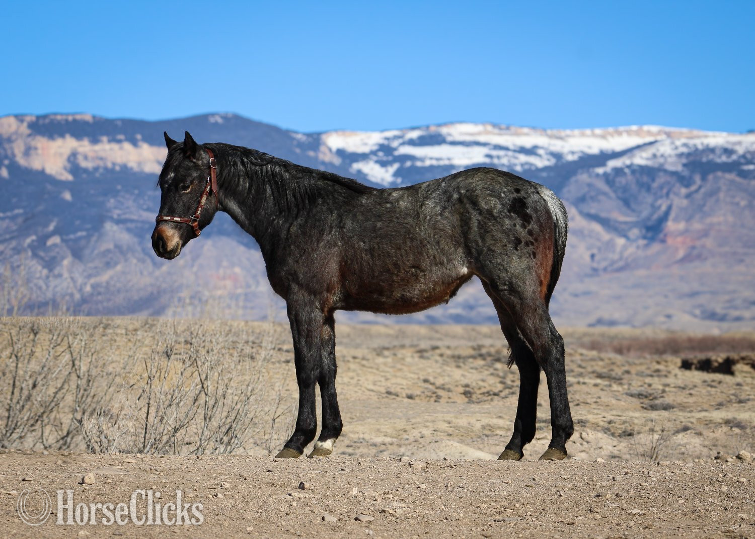 "Lil Blue " Blue Roan Filly Quarter Horse in Wyoming