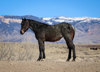 "Lil Blue " Blue Roan Filly Quarter Horse