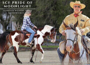 "SCF Pride of Moonlight “JW”" Bay Gelding Tennessee Walker