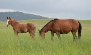 "" Stallion Quarter Horse