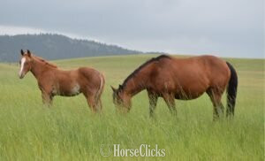 "A Smoothe Dual Rey" Sorrel Stallion Quarter Horse in Montana