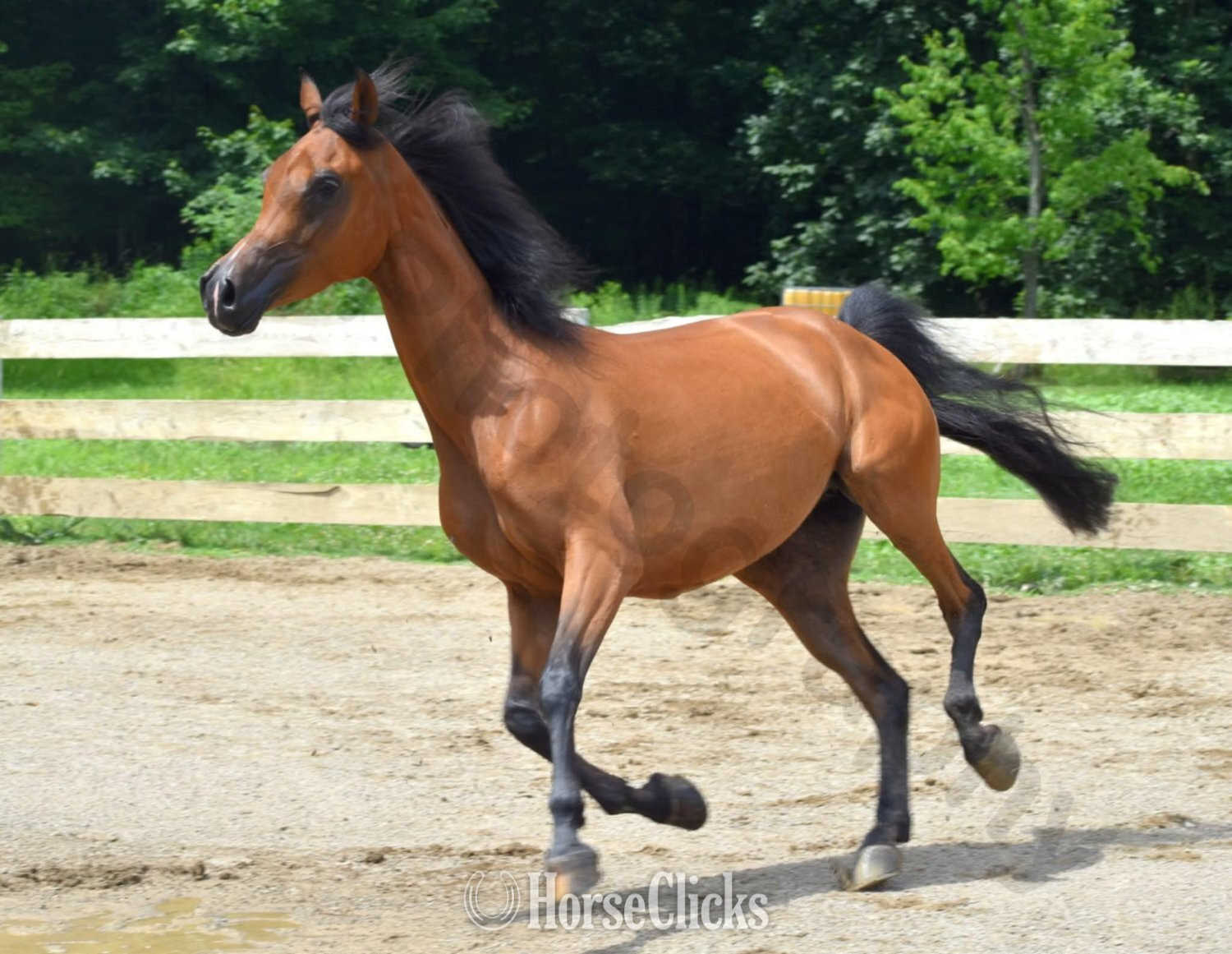 "Lady Marwan" Bay Mare Arabian in Pennsylvania